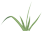 绿兰草.png