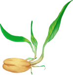 花生苗.png 花生苗.png