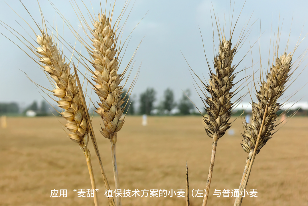 小麦区分图.png
