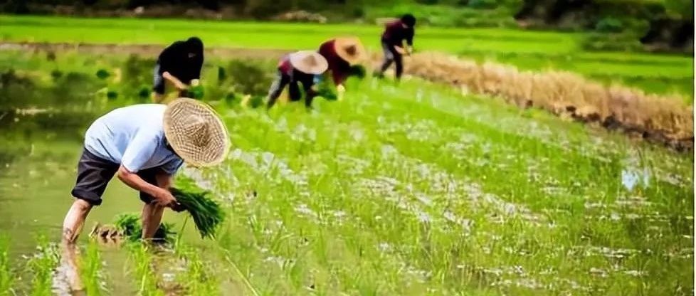 《黑海粮食外运协议》中止，粮价有望反弹进而提振肥市