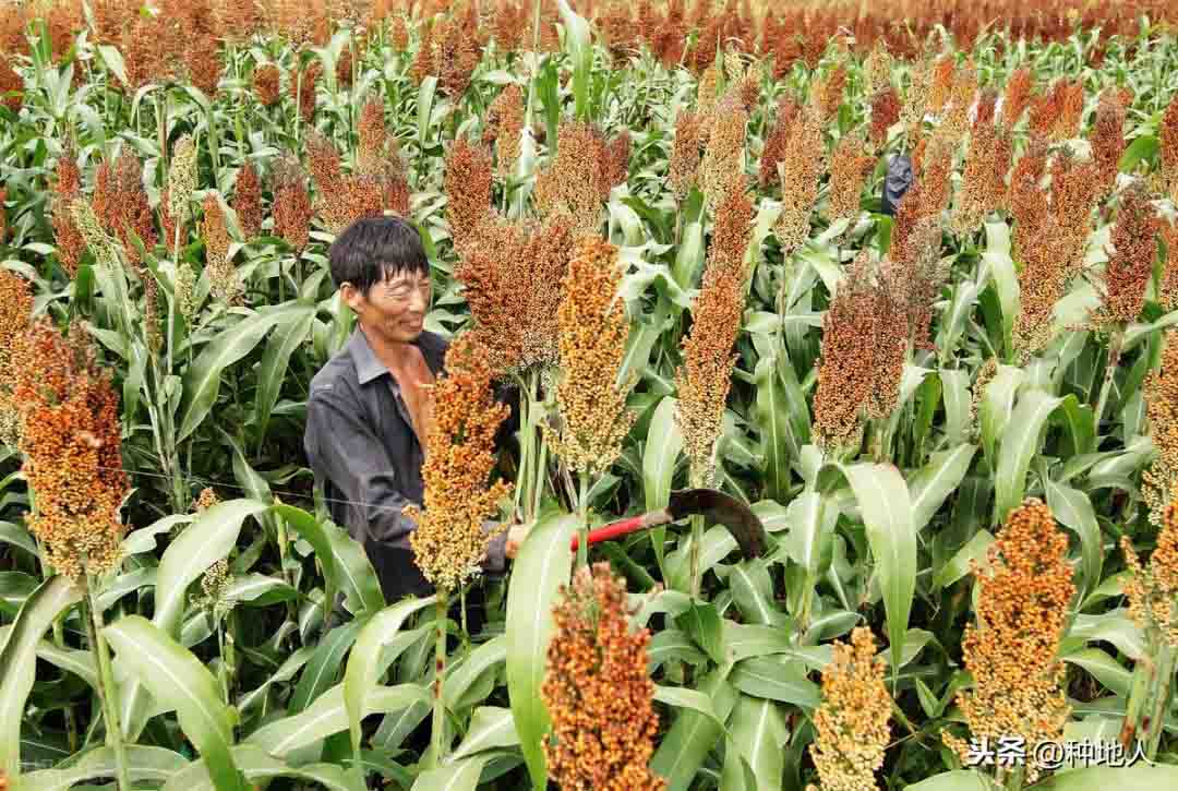 一文说透微生物肥料