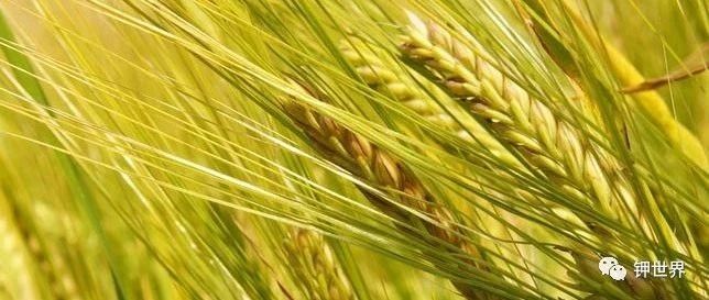 国际视点：一些国家多措并举减少食物浪费